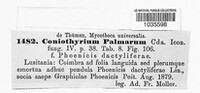 Coniothyrium palmarum image